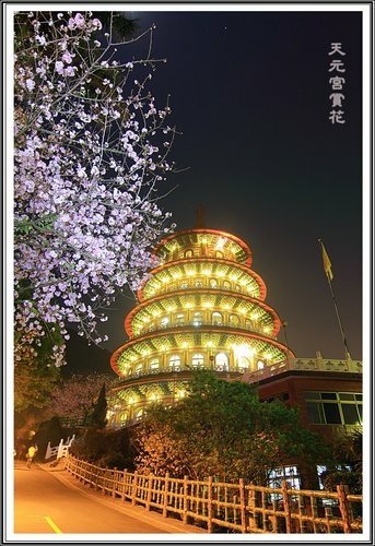 天元夜櫻%26;日本紅楓09.jpg