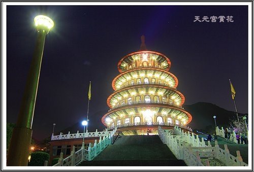 天元夜櫻%26;日本紅楓11.jpg