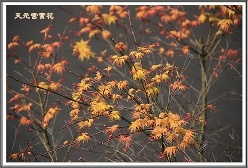 天元夜櫻%26;日本紅楓22.jpg