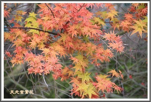 天元夜櫻%26;日本紅楓25.jpg