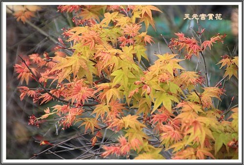 天元夜櫻%26;日本紅楓27.jpg
