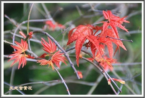 天元夜櫻%26;日本紅楓28.jpg