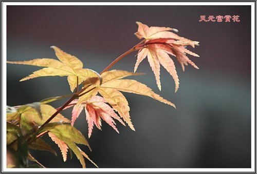 天元夜櫻%26;日本紅楓38.jpg