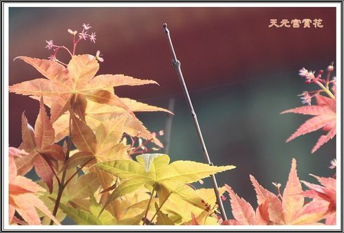 天元夜櫻%26;日本紅楓43.jpg