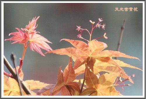天元夜櫻%26;日本紅楓47.jpg