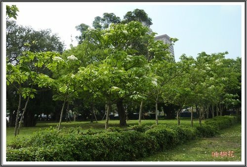 小公園的油桐花02.jpg