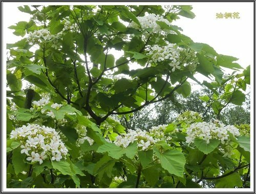小公園的油桐花05.jpg