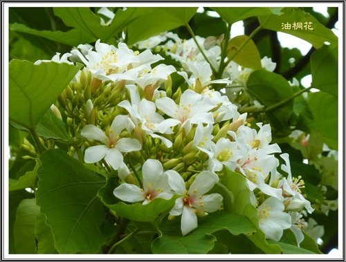 小公園的油桐花04.jpg