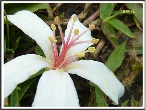 小公園的油桐花08.jpg