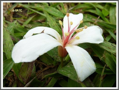 小公園的油桐花09.jpg