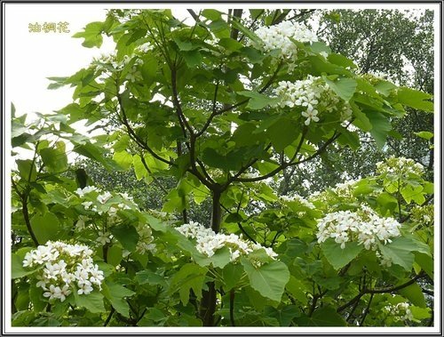 小公園的油桐花12.jpg