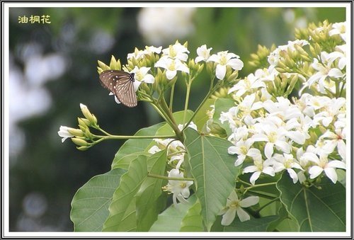 小公園的油桐花14.jpg