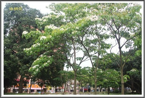 小公園的油桐花16.jpg