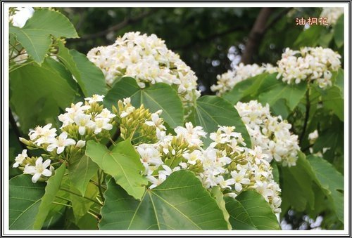 小公園的油桐花22.jpg