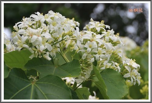 小公園的油桐花23.jpg