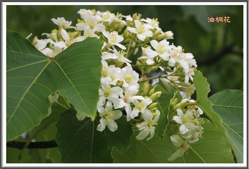 小公園的油桐花24.jpg