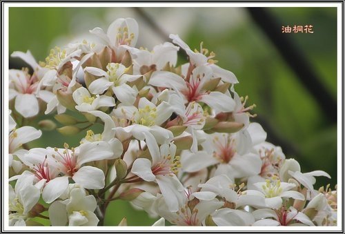 小公園的油桐花27.jpg