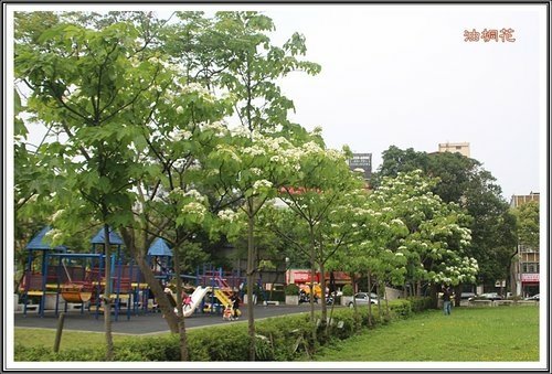 小公園的油桐花28.jpg