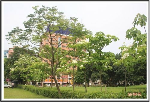 小公園的油桐花30.jpg