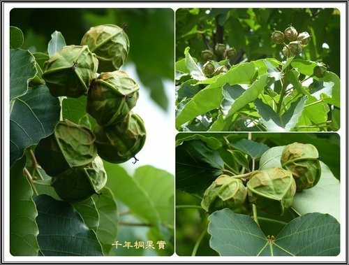 小公園的油桐花32.jpg