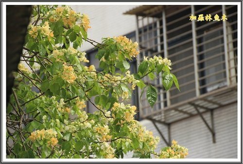 2013加羅林魚木06.jpg