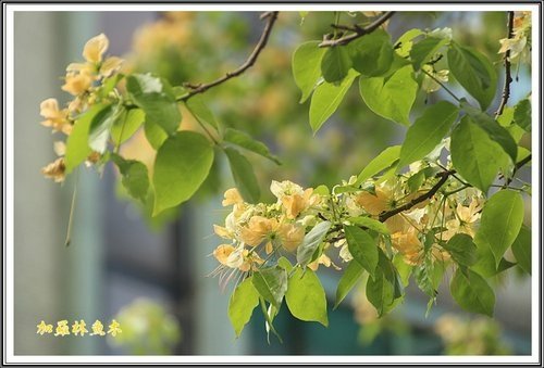 2013加羅林魚木13.jpg