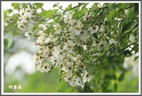 2013野薔薇08.jpg