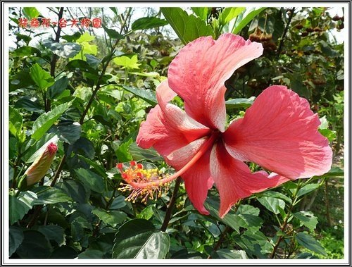 賞花~扶桑03.jpg