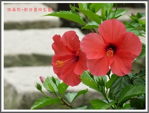 賞花~扶桑08.jpg