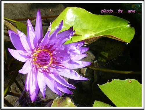 花草隨拍~花博公園新生園區01.jpg