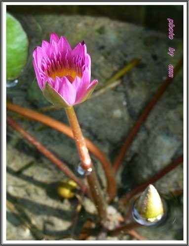 花草隨拍~花博公園新生園區02.jpg