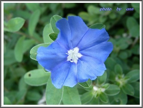 花草隨拍~花博公園新生園區05.jpg