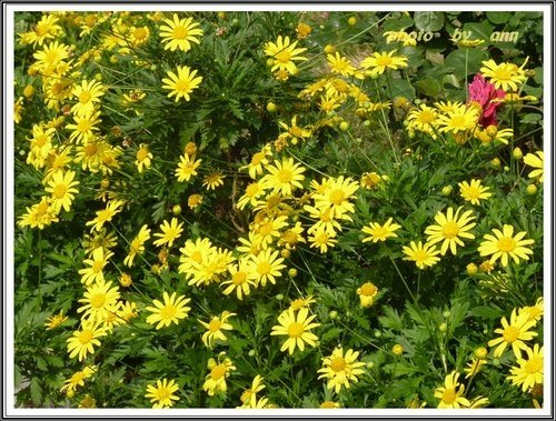 花草隨拍~花博公園新生園區08.jpg