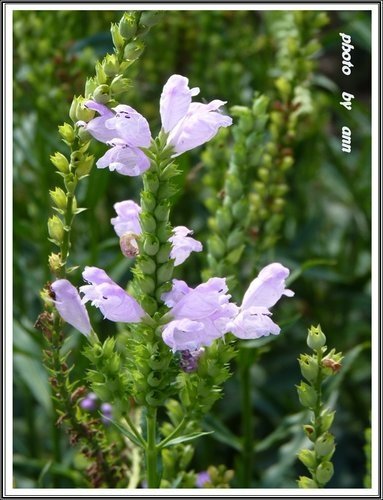 花草隨拍~花博公園新生園區09.jpg