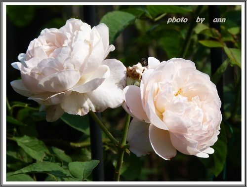 花草隨拍~花博公園新生園區13.jpg