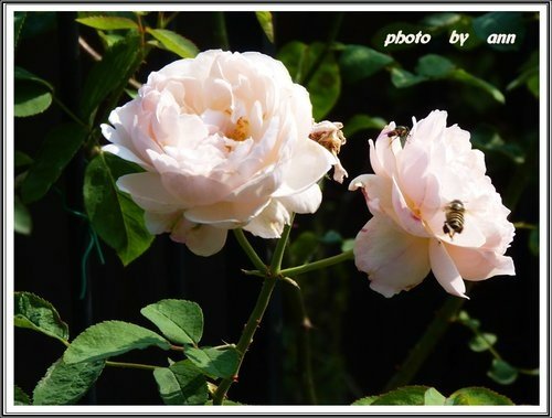 花草隨拍~花博公園新生園區12.jpg