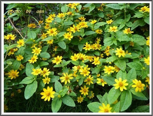 花草隨拍~花博公園新生園區16.jpg