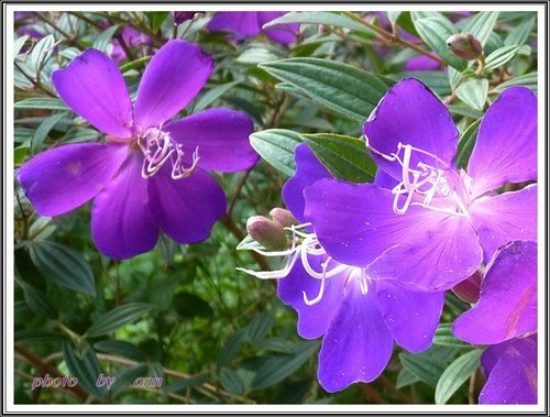 花草隨拍~花博公園新生園區18.jpg