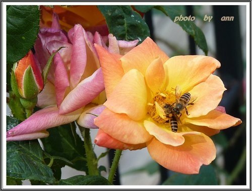 花草隨拍~花博公園新生園區20.jpg