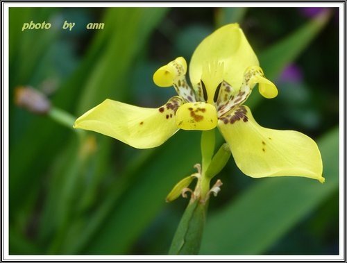 花草隨拍~花博公園新生園區21.jpg