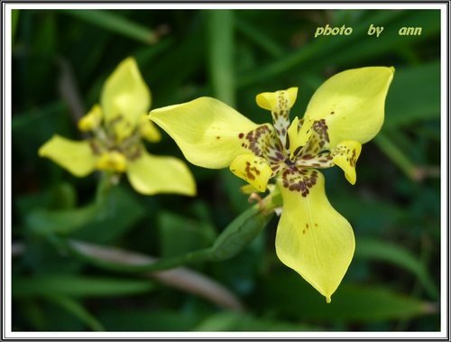 花草隨拍~花博公園新生園區22.jpg