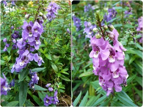 花草隨拍~花博公園新生園區24.jpg