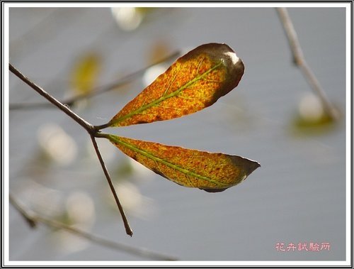 閒逛花試所24.jpg