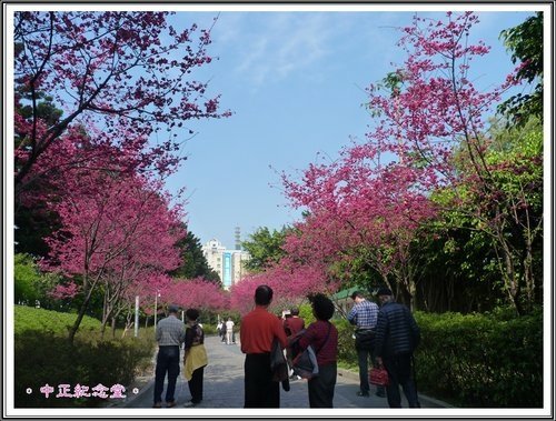 隨拍~中正紀念堂の春05.jpg