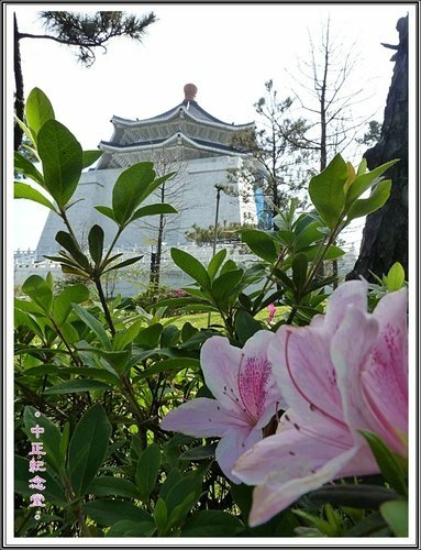 隨拍~中正紀念堂の春20.jpg
