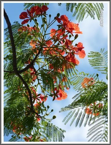 鳳凰花~2013VS.2012  25.jpg