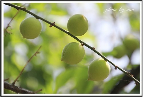 隨拍~花與果(士林官邸)06.jpg