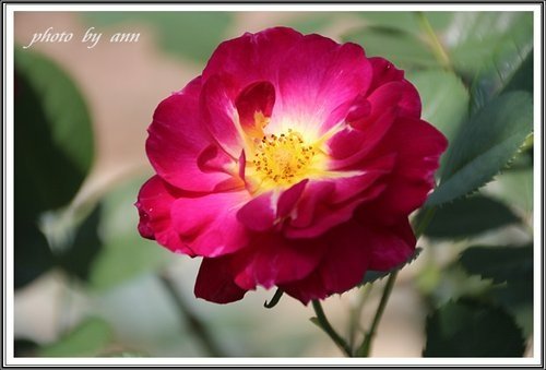 隨拍~花與果(士林官邸)04.jpg