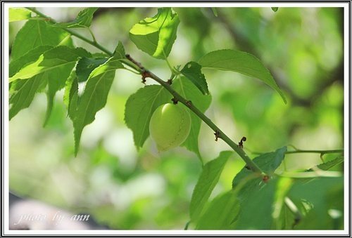 隨拍~花與果(士林官邸)02.jpg