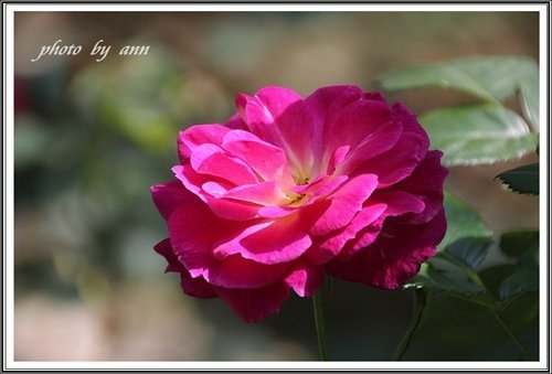 隨拍~花與果(士林官邸)05.jpg